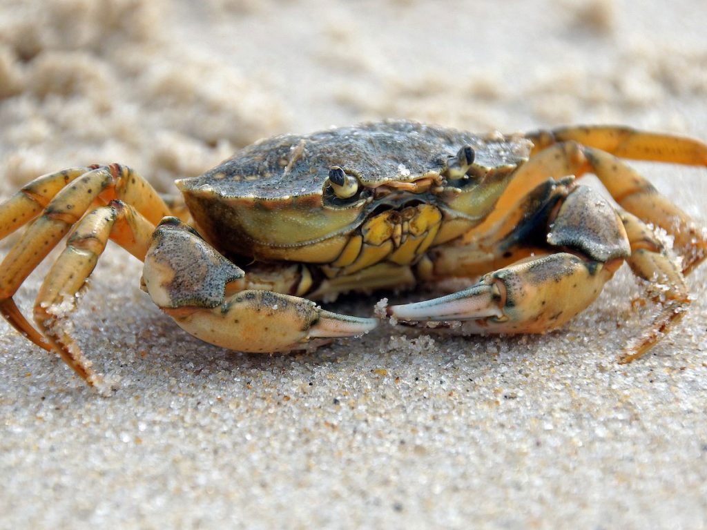 Gemeine Strandkrabbe mit grünlich-braunem Panzer und großen Scheren auf sandigem Strand