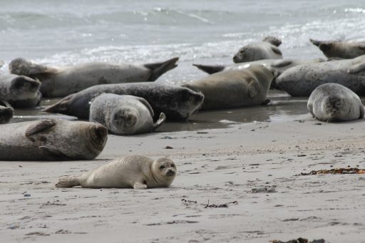 Mehrere Kegelrobben liegen entspannt am Strand von Helgoland, eine junge Robbe liegt im Vordergrund im Sand