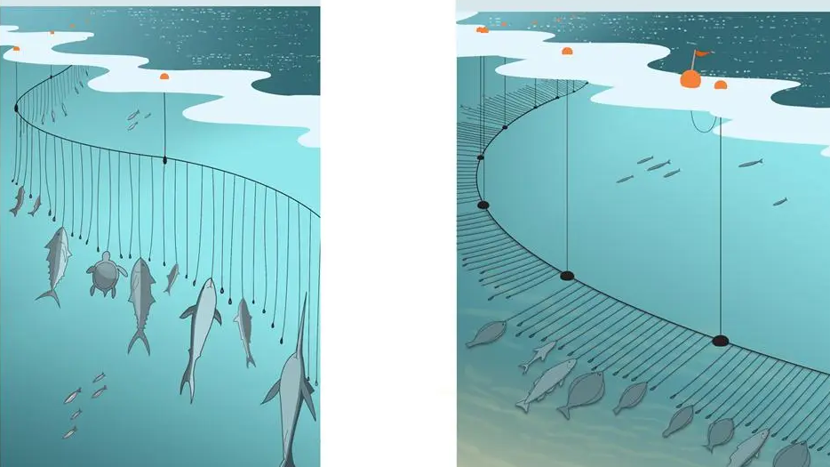 Illustration einer Langleine mit mehreren Angeln, an denen verschiedene Fische hängen, im Meerwasser