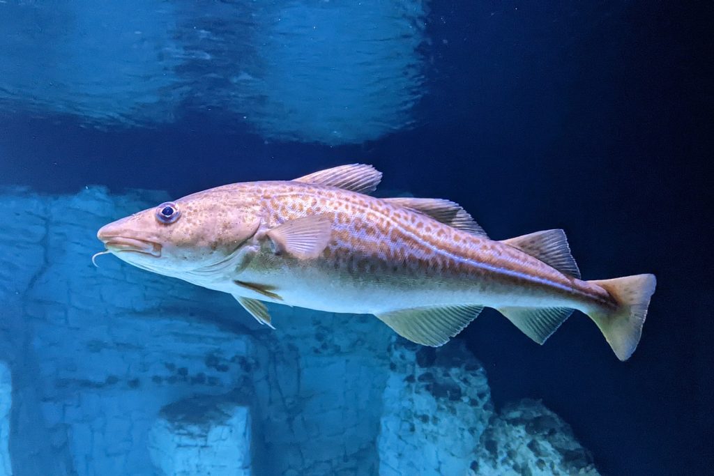 Atlantischer Kabeljau (Gadus morhua) schwimmt im Wasser vor Felsen